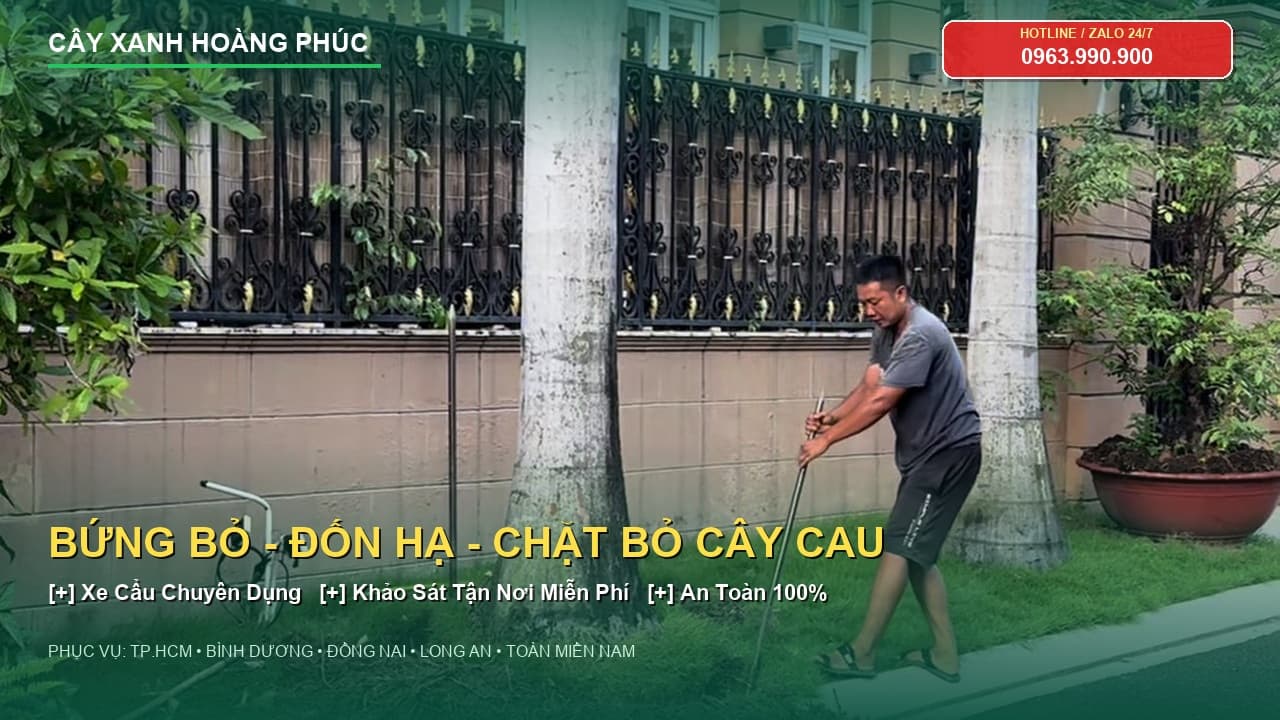 Thi Công Bứng Di Dời Và Đốn Hạ Cây Cau Vua Hơn 10m Bằng Xe Cẩu Tại Biệt Thự