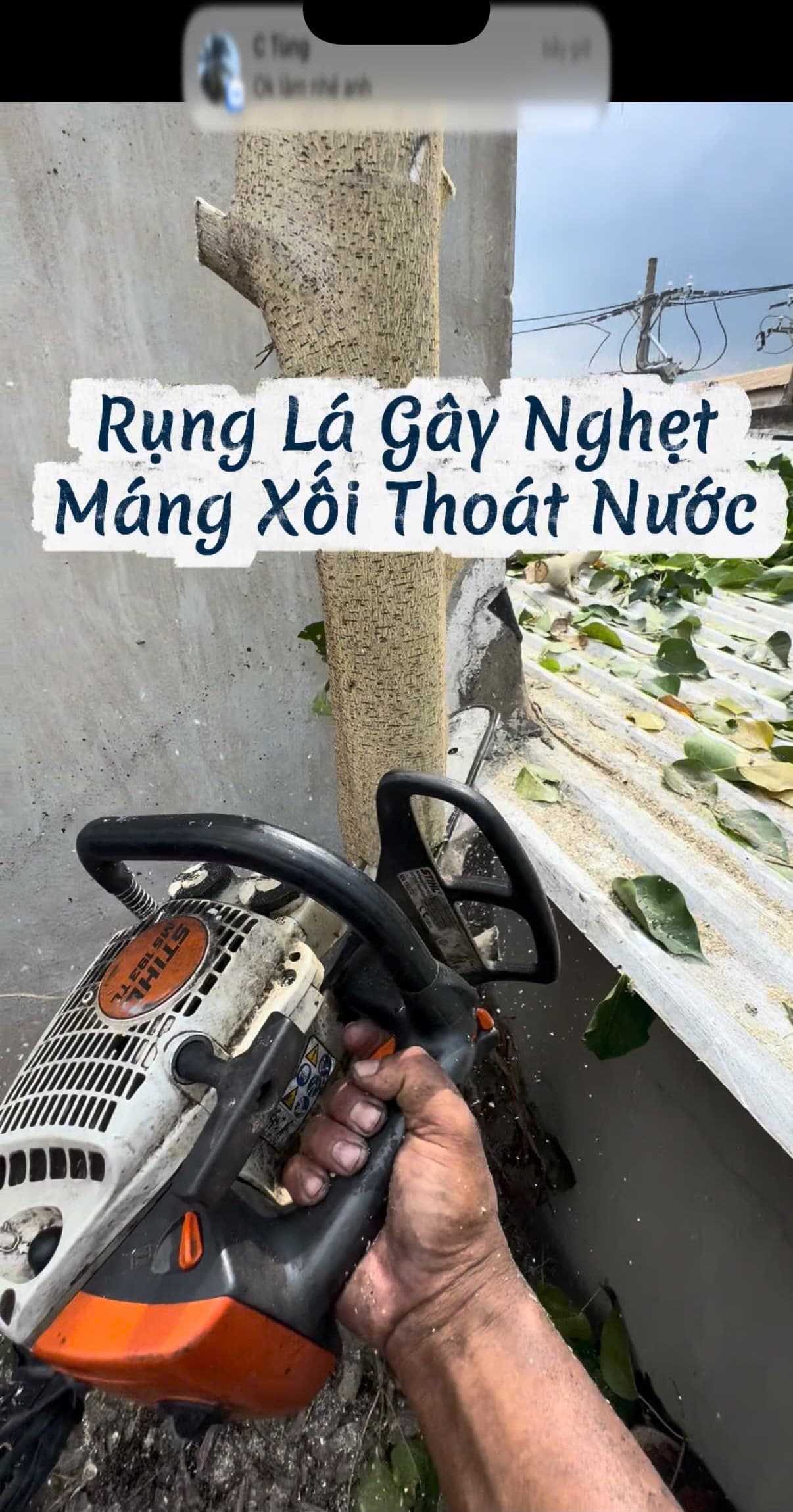 Thợ cưa sát gốc cây lâm vồ kẽ tường bê tông bằng cưa máy STIHL MS 193 T kèm xác nhận khách hàng