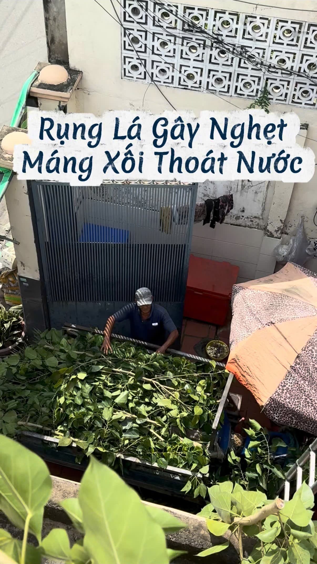 Vận chuyển cành lá lâm vồ xuống xe ba gác chuyển đi tiêu hủy sạch sẽ trong ngày