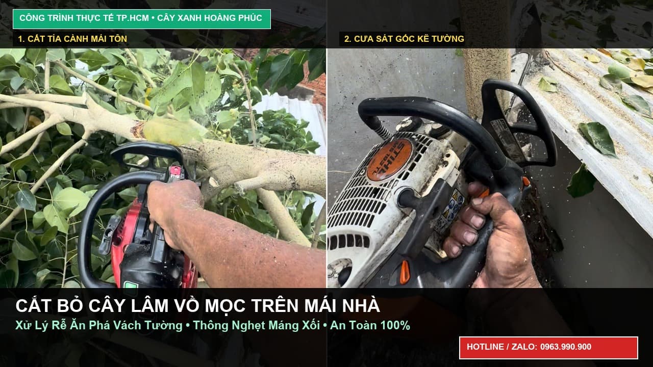 Cắt Bỏ Cây Lâm Vồ Mọc Trên Mái Nhà, Xử Lý Rễ Phá Tường & Nghẹt Máng Xối Tại TP HCM