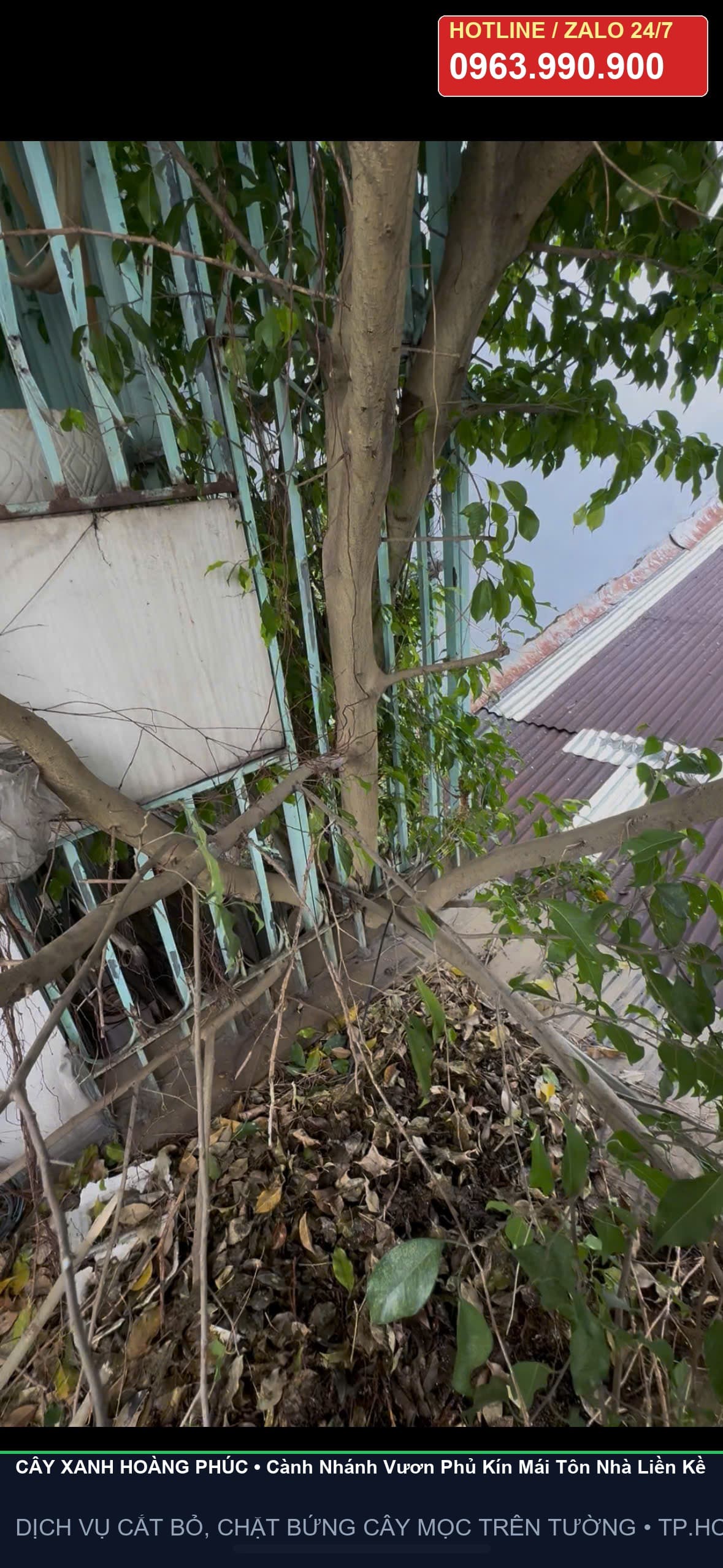 Cành cây phủ kín mái tôn nhà liền kề nguy cơ mục dột