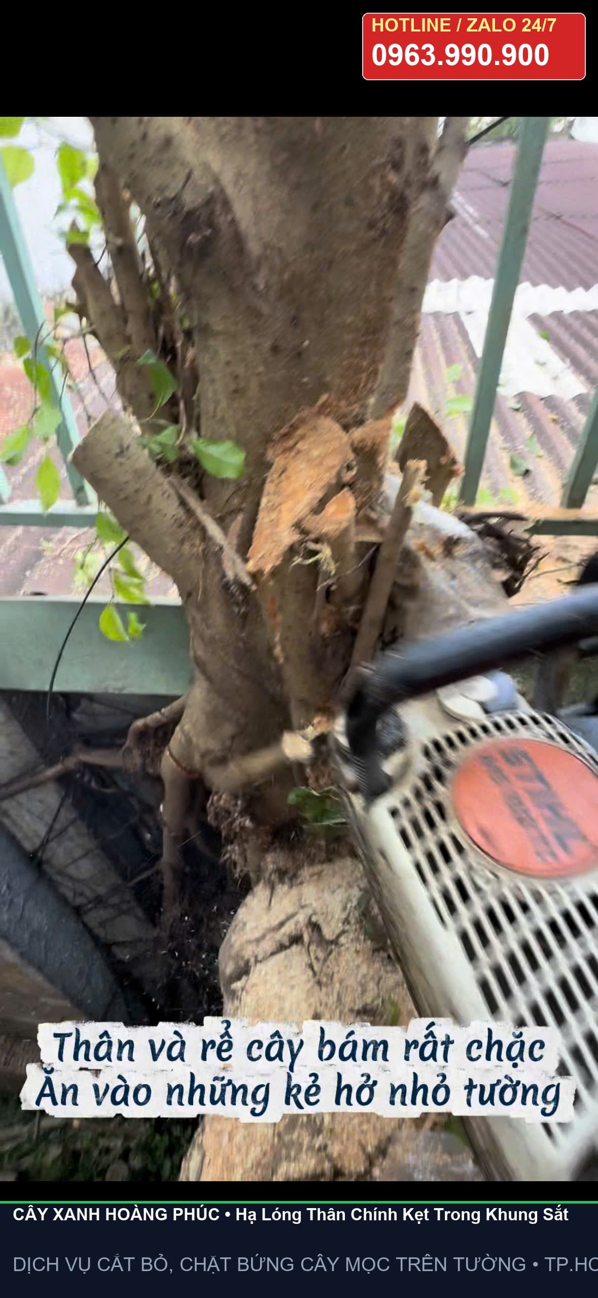 Hạ lóng thân chính kẹp trong khung sắt lan can