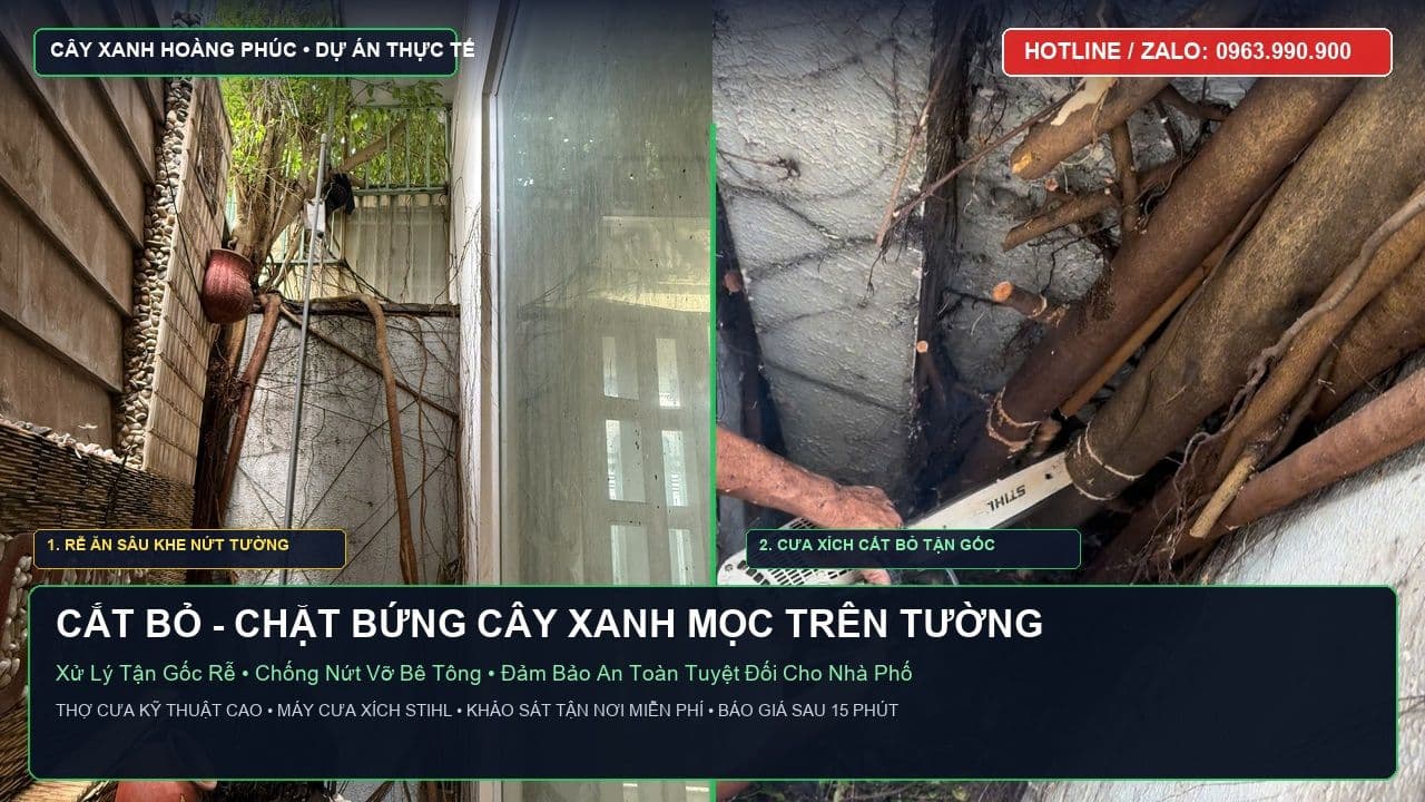 Cắt Bỏ, Chặt Bứng Cây Xanh Mọc Trên Tường Nhà Phố TP.HCM