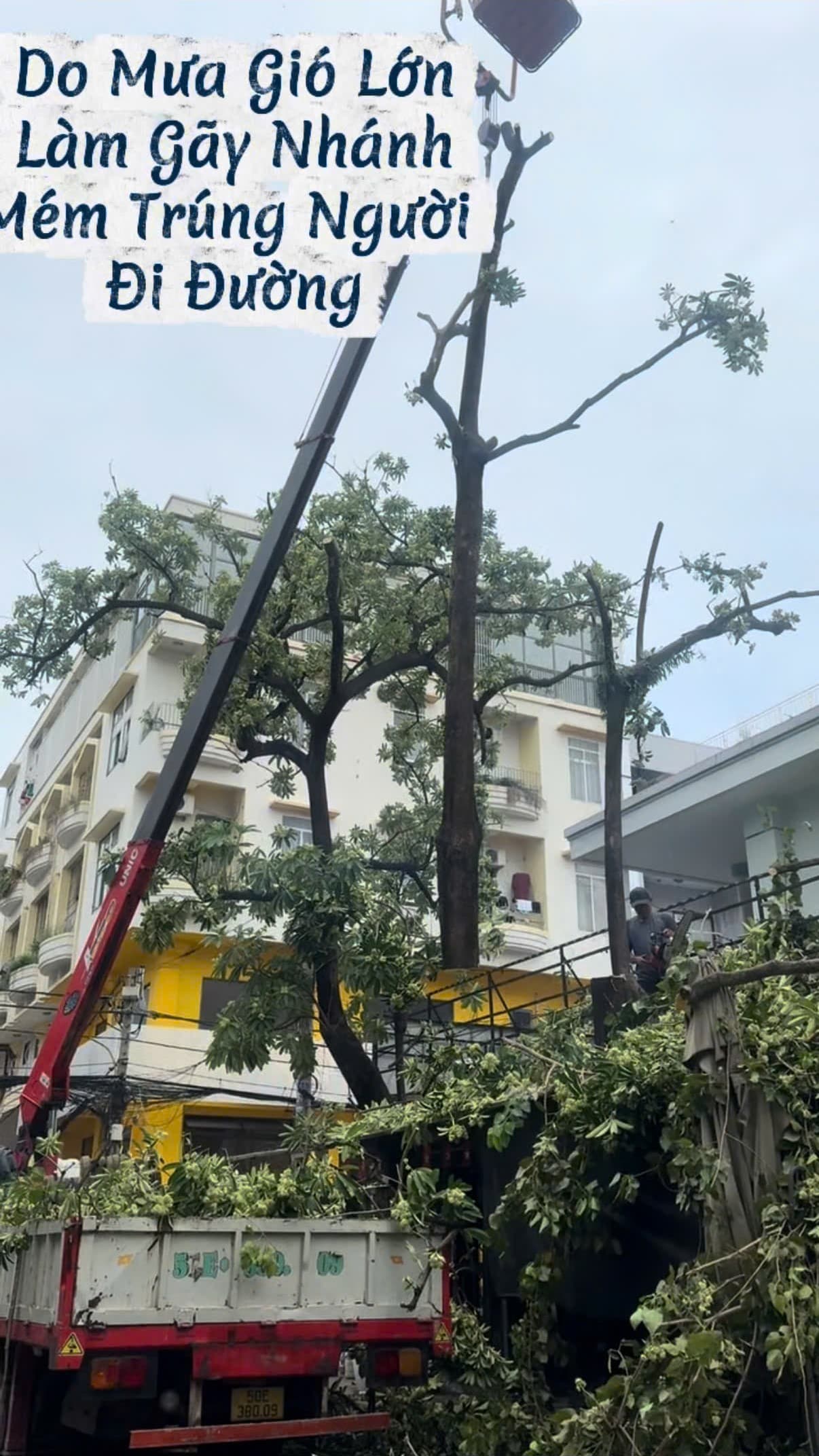 Hạ nhánh cây hoa sữa lớn nguy hiểm do giông gió gãy cành mùa mưa bão