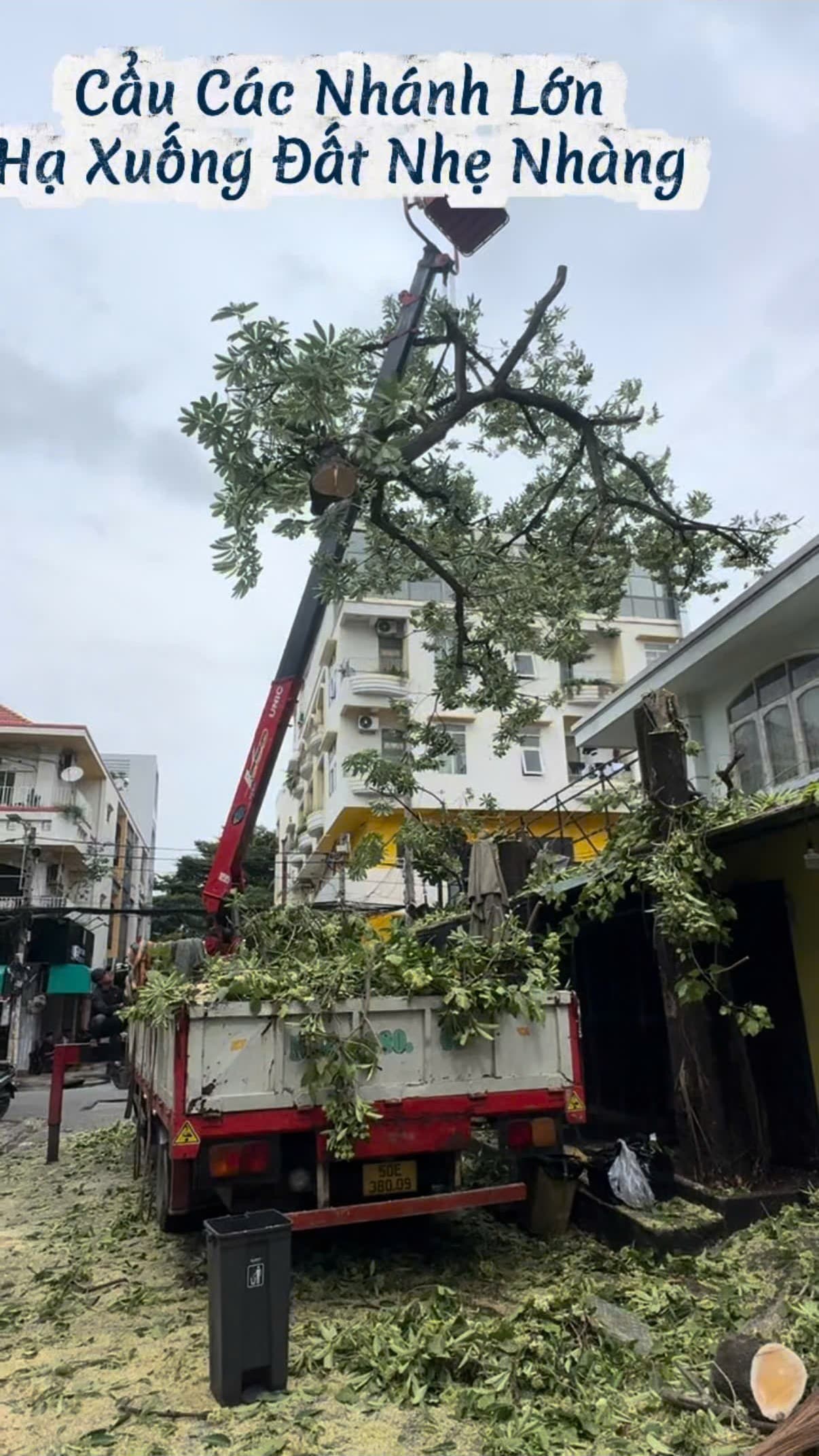 Cần cẩu UNIC cẩu các nhánh hoa sữa lớn hạ vào lòng thùng xe tải
