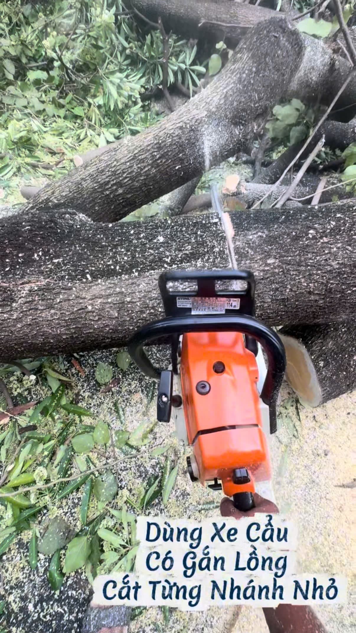 Cận cảnh máy cưa xích STIHL xẻ từng thớt gỗ thân cây hoa sữa to lớn
