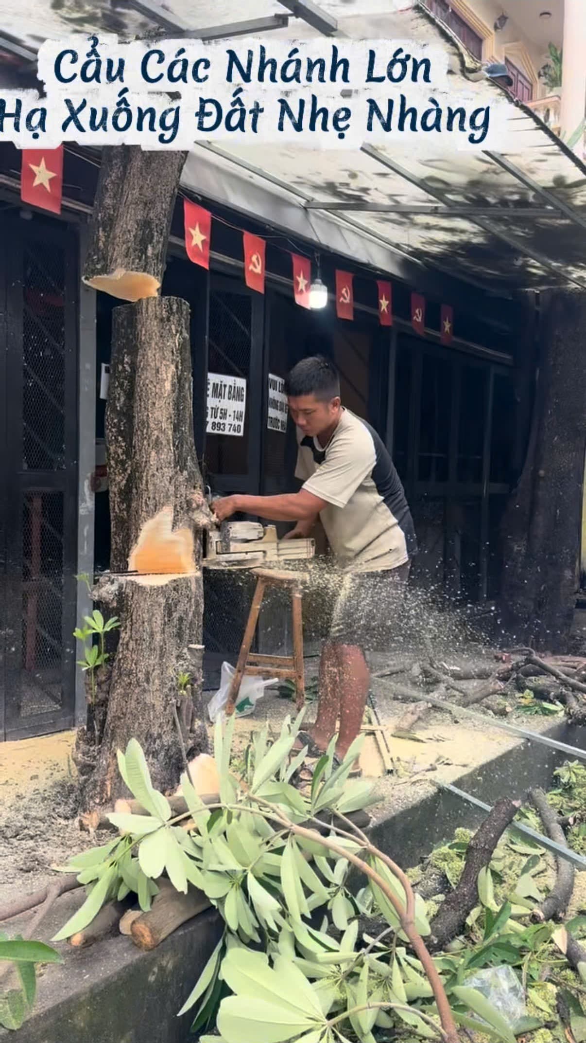 Thợ cầm máy cưa hạ thân chính cây hoa sữa trước cửa nhà mặt tiền
