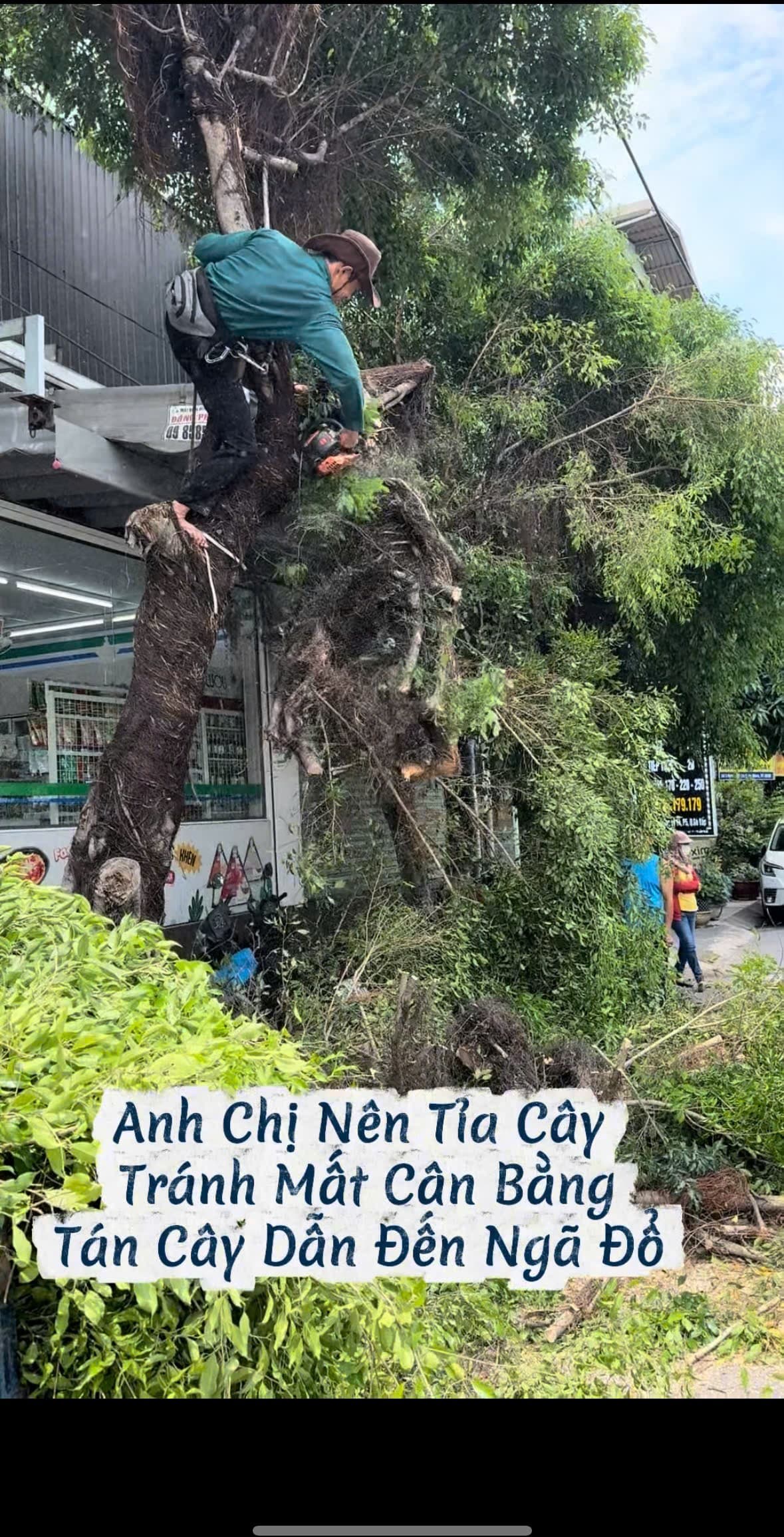Thợ trèo lên thân cây cưa tỉa cành ngọn giảm tải trọng chống ngã đổ