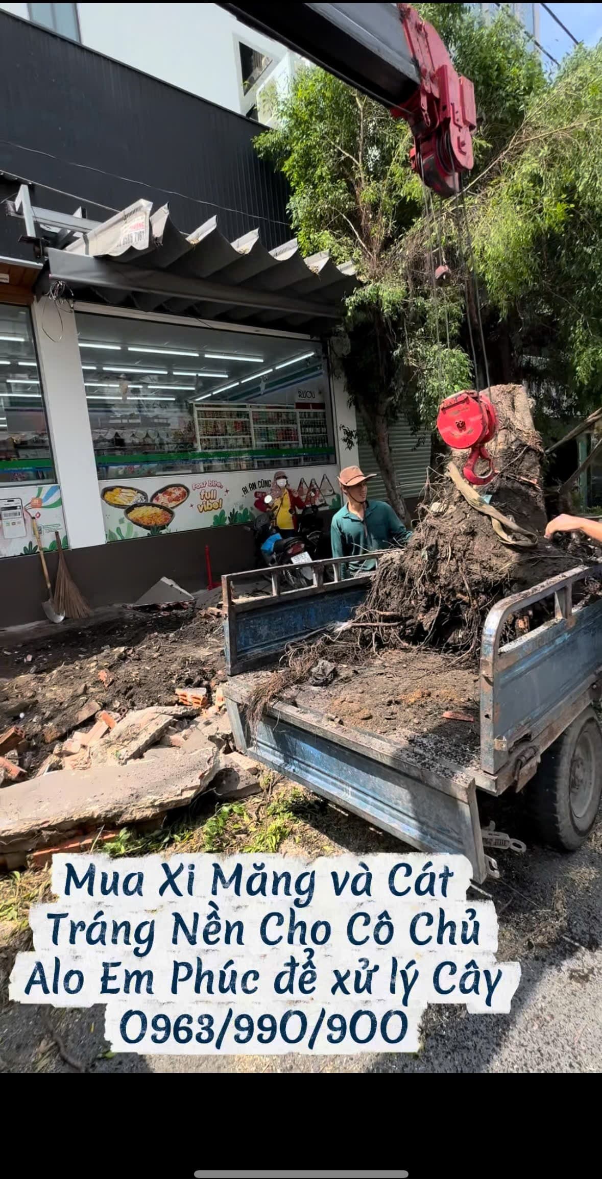 Xe cẩu chuyên dùng bứng tảng gốc cây đại thụ khổng lồ lên thùng xe