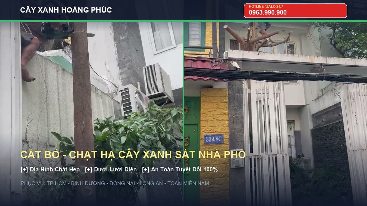 Thi Công Cắt Bỏ, Chặt Hạ Cây Xanh Sát Vách Nhà Dân Trong Hẻm Nhỏ TP.HCM An Toàn 100%