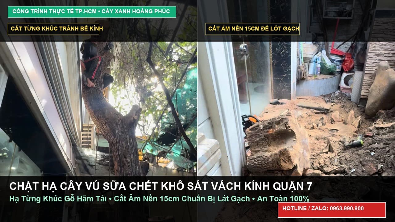 Chặt Hạ Cây Vú Sữa Chết Khô Sát Vách Kính & Cắt Gốc Âm Nền 15cm Tại Quận 7
