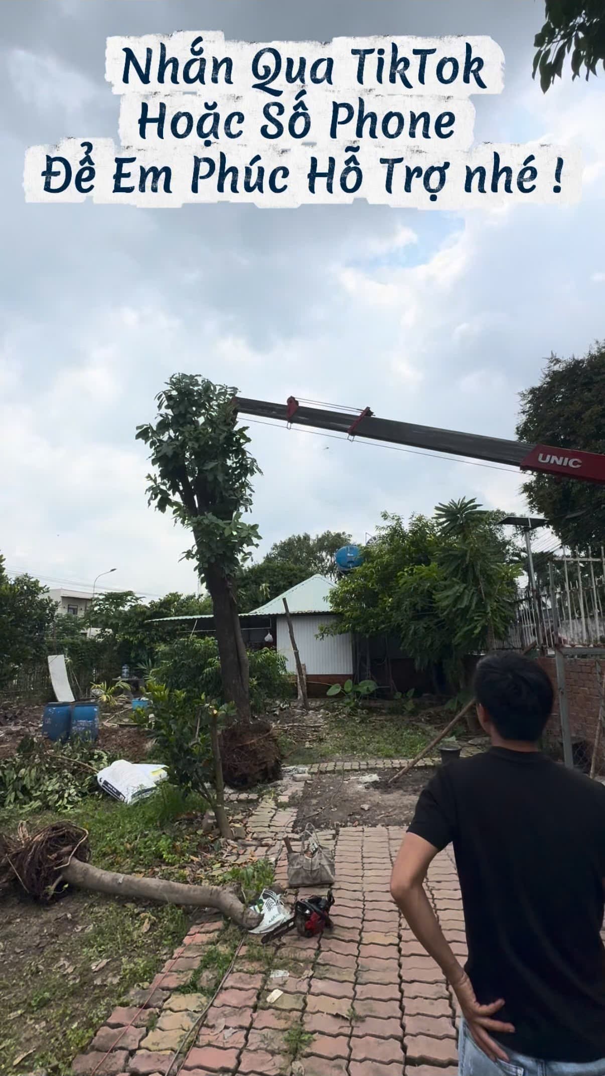 Cần cẩu UNIC hạ cây lộc vừng vào hố trồng mới tại sân vườn