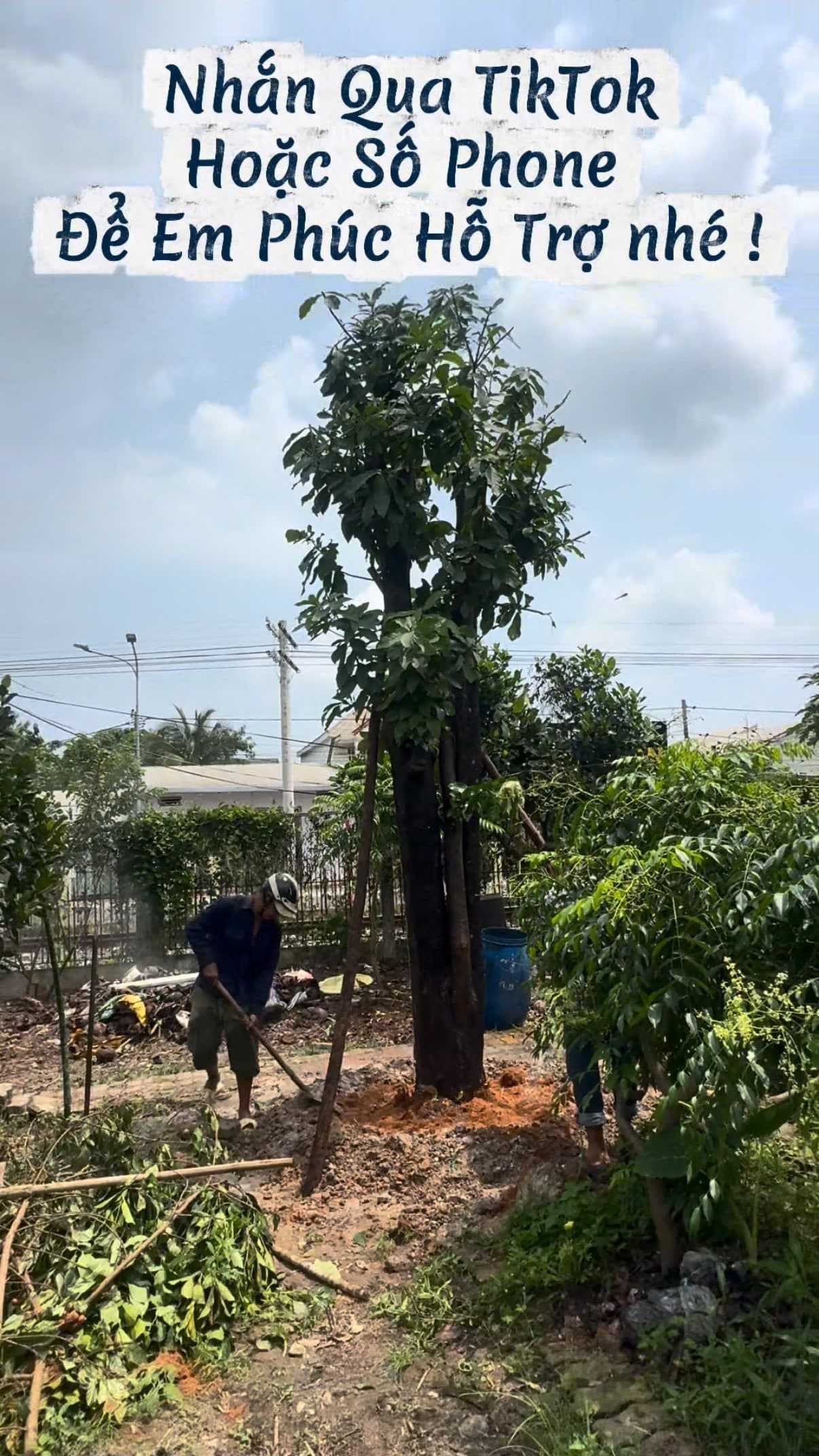 Hoàn thiện trồng cây lộc vừng lấp đất màu chống cọc gỗ và tưới thuốc kích rễ