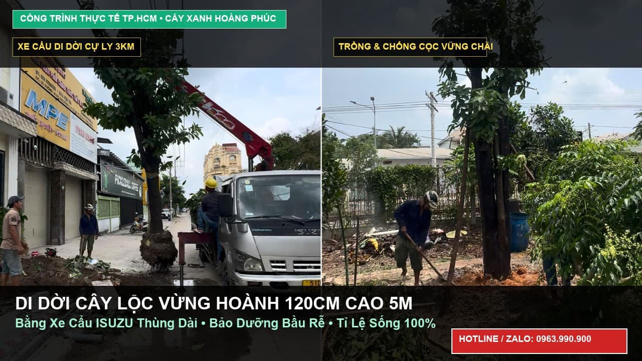 Di Dời Cây Lộc Vừng Cổ Thụ Hoành 120cm Cao 5m Bằng Xe Cẩu Cự Ly 3km Tại TP.HCM