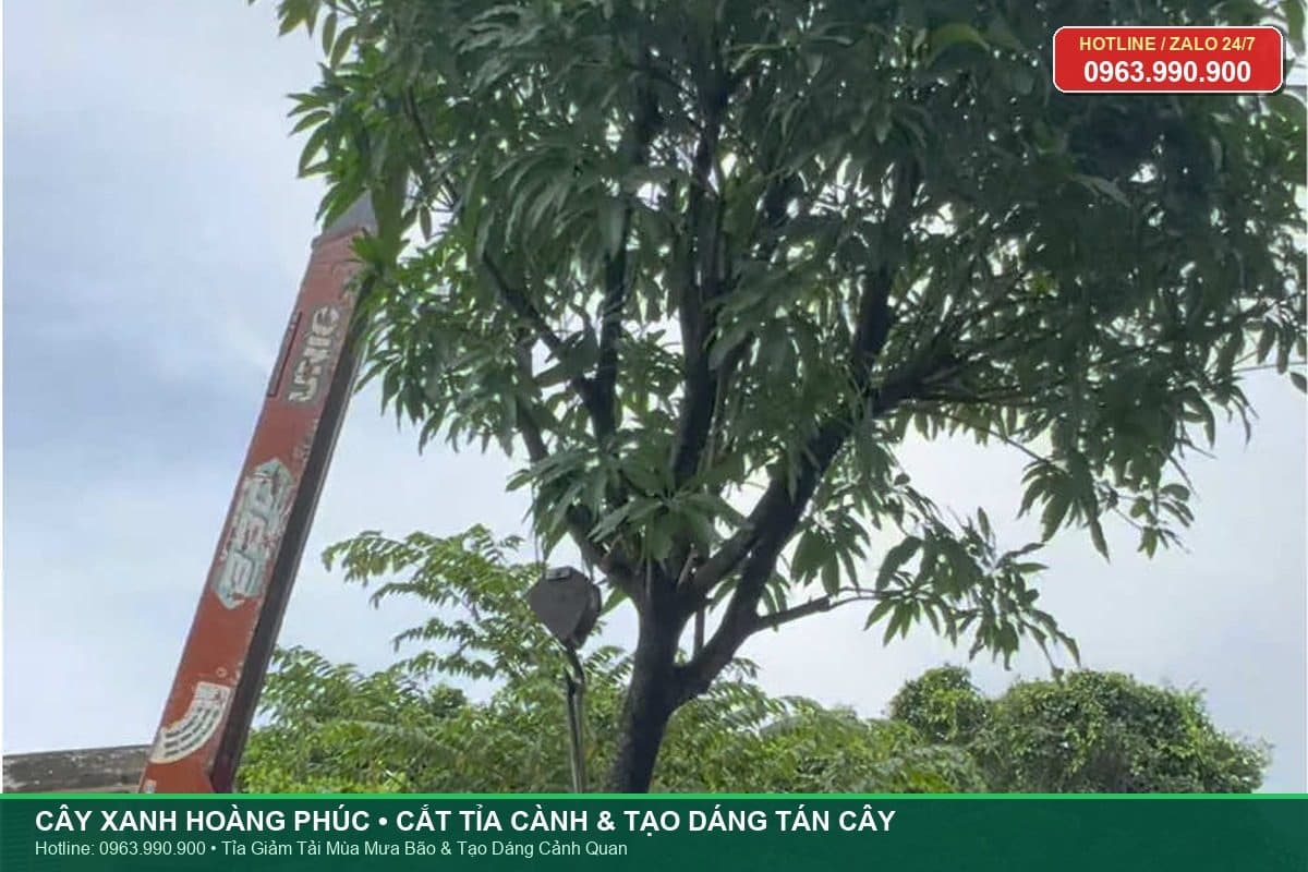 Cắt tỉa và tạo dáng cành