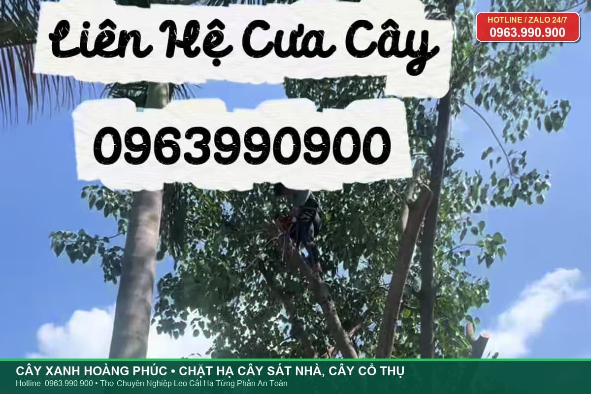 Chặt hạ cây cổ thụ, cây sát nhà