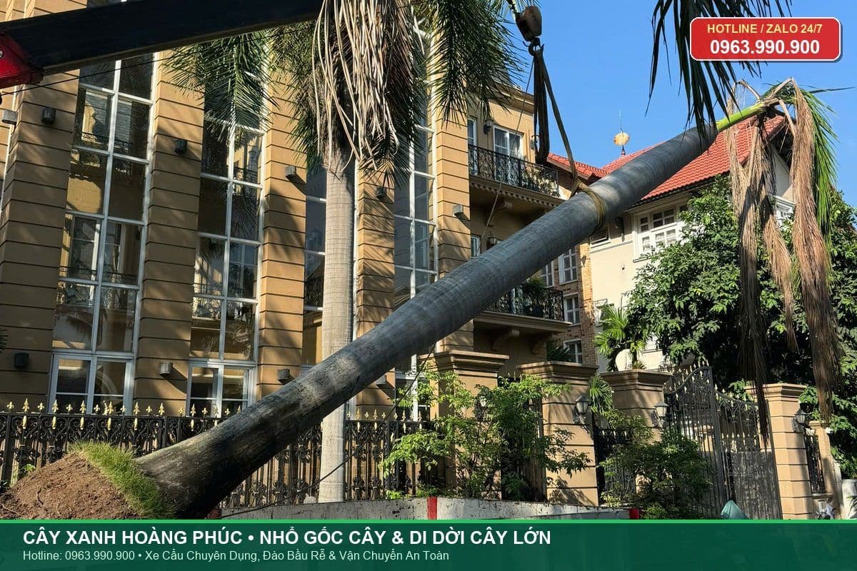 Nhổ gốc cây và di dời cây