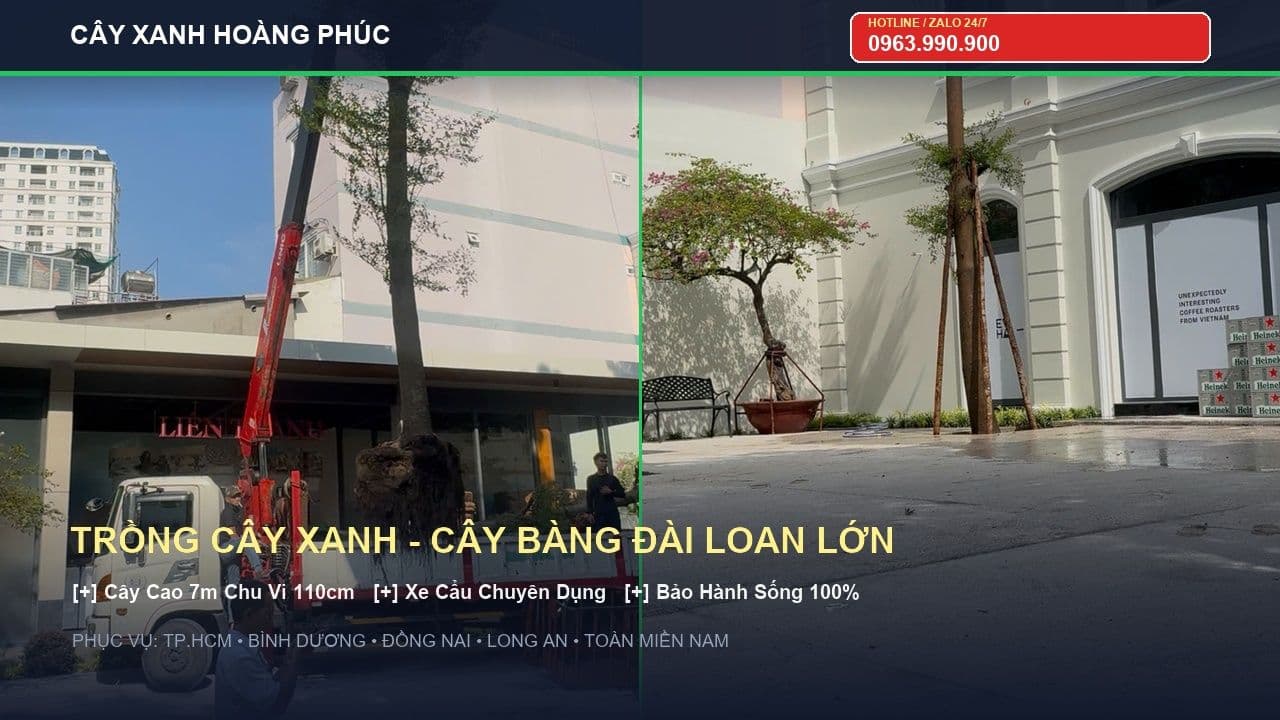 Trồng 2 Cây Bàng Đài Loan Đại Thụ Bằng Xe Cẩu Tại TP.HCM