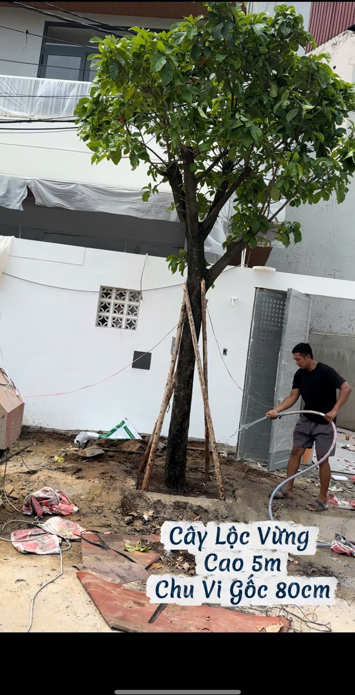 Cây Lộc Vừng cao 5m chu vi gốc 80cm sừng sững trước sân nhà