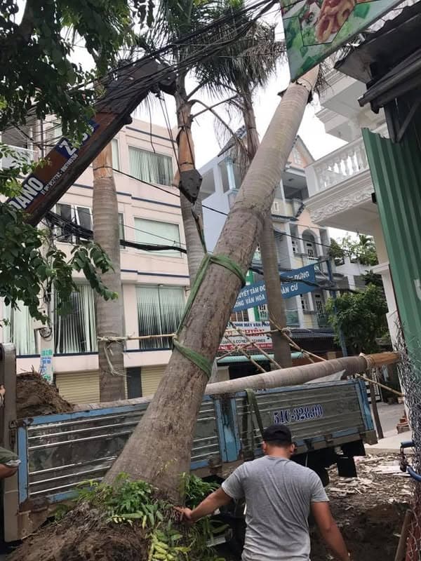 Di dời cây trong địa hình chật hẹp: khảo sát lối vào và bảo vệ bầu rễ