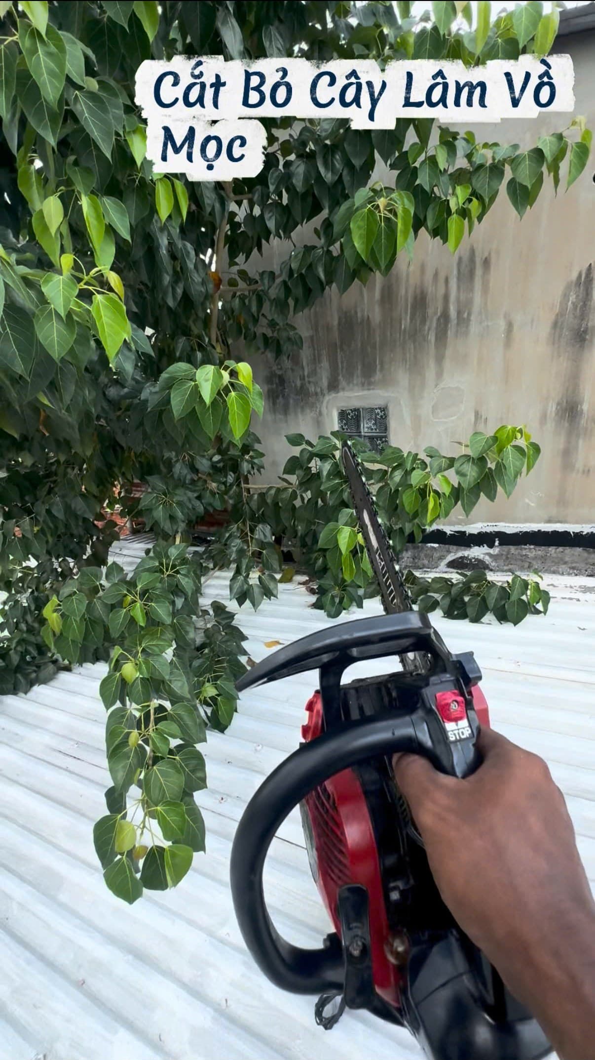 Hiện trạng cây lâm vồ mọc hoang dại trùm kín mái tôn và kẽ tường nhà phố TP.HCM