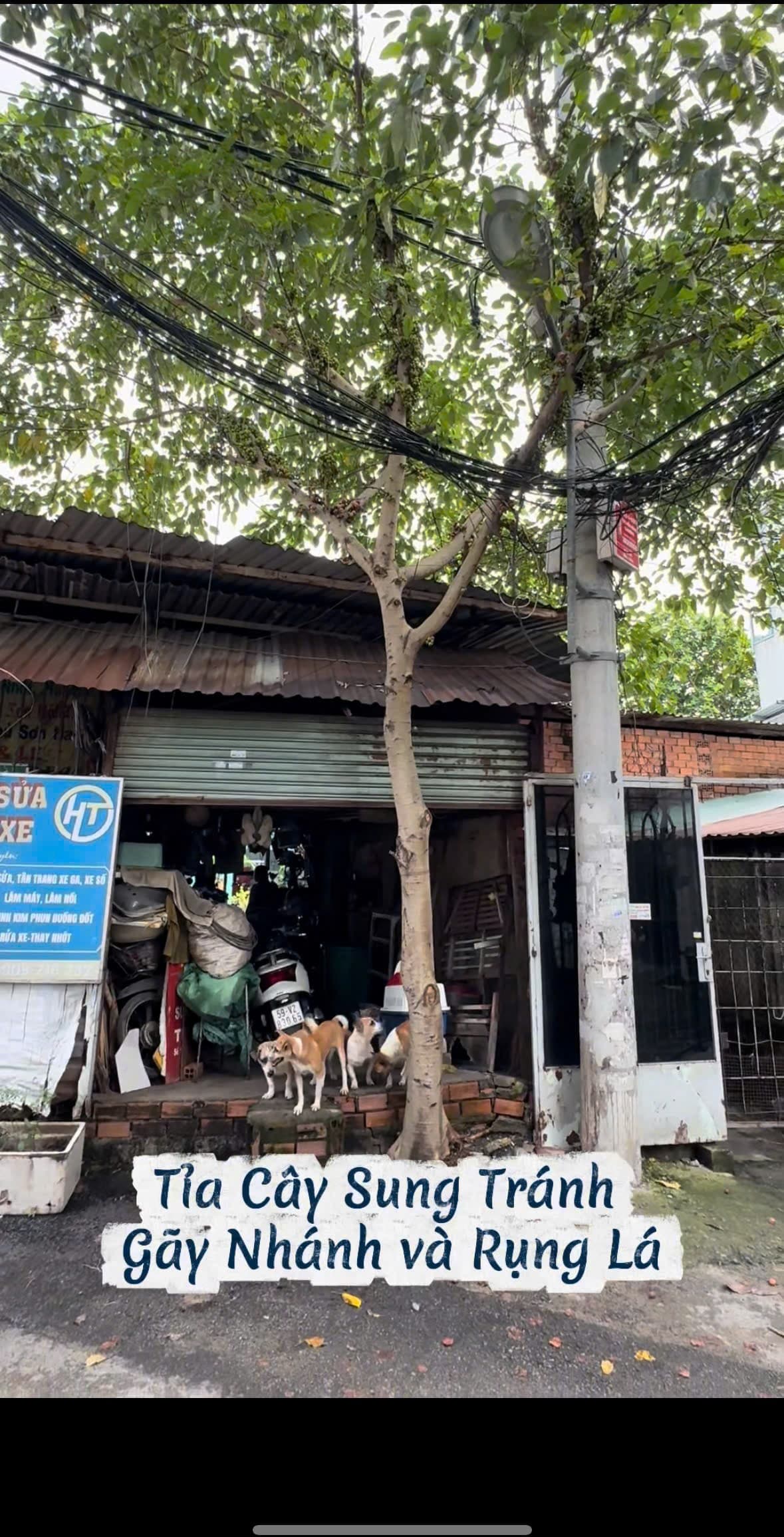 Hiện trạng cây sung sum suê vướng bó cáp điện lớn trước tiệm sửa xe HT