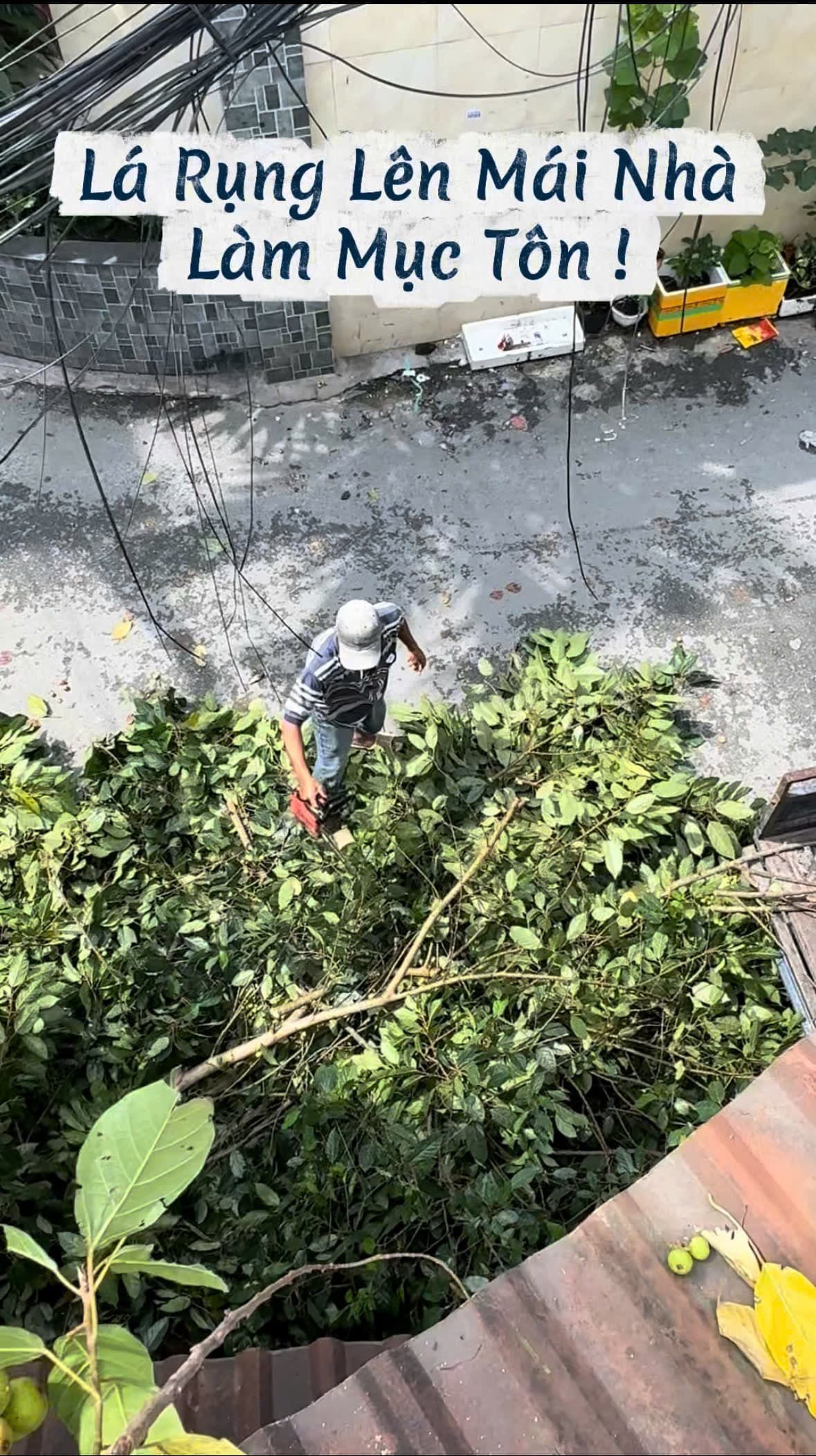 Góc nhìn từ mái nhà xuống cảnh thợ gom dọn cành lá sung tránh mục tôn