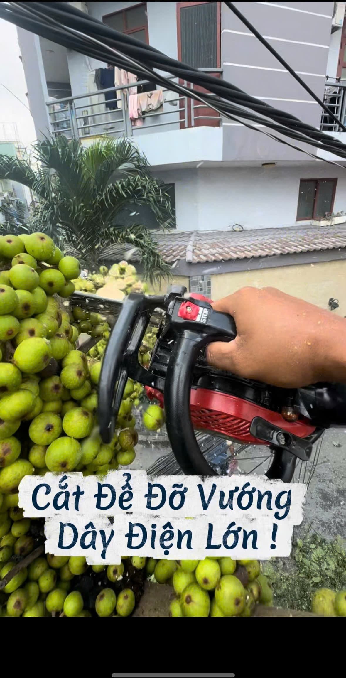 Thợ dùng cưa máy cắt tỉa cành sung sát chùm dây điện lớn