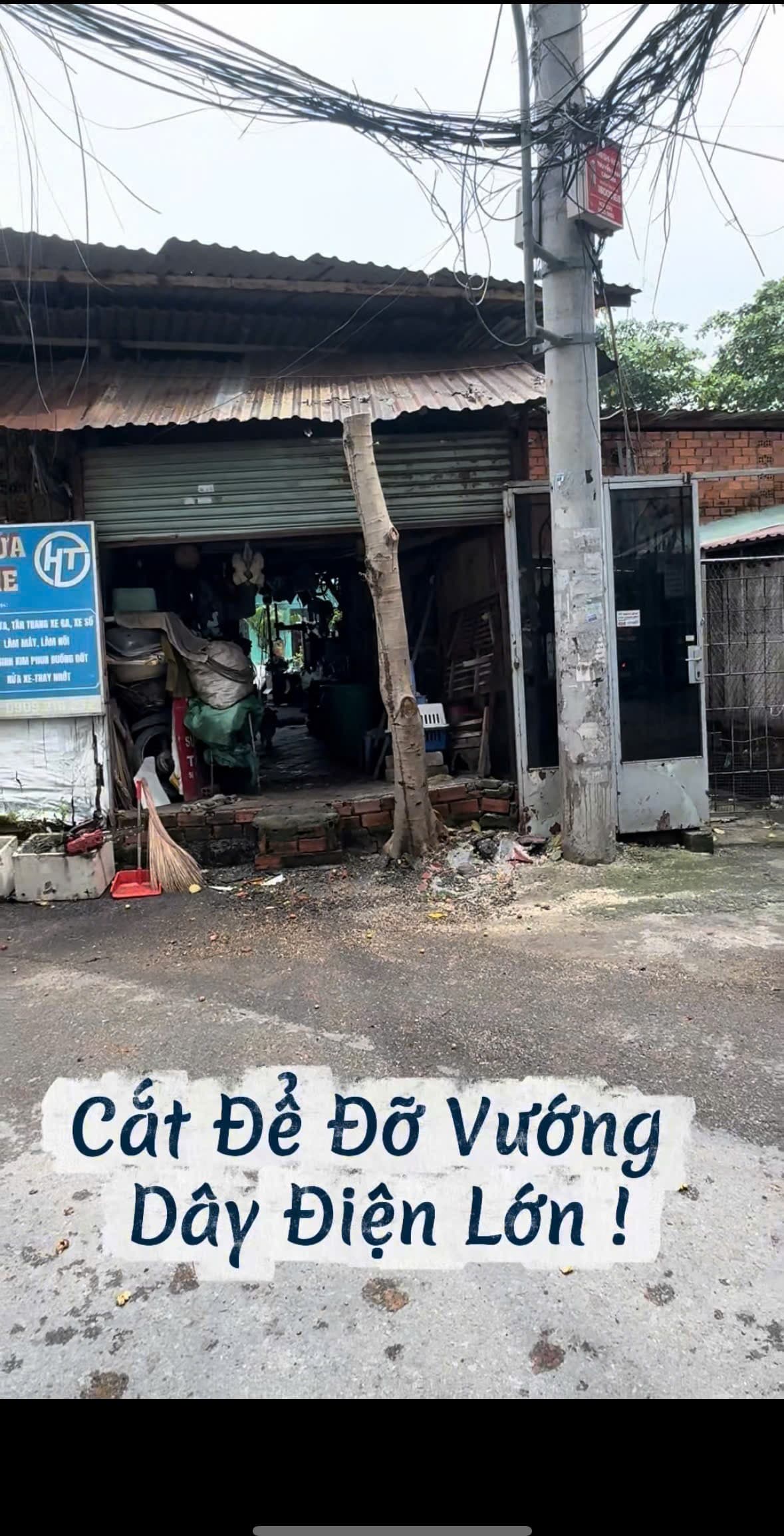 Hoàn thành hạ tàn cây sung gọn gàng thông thoáng trước hiên nhà