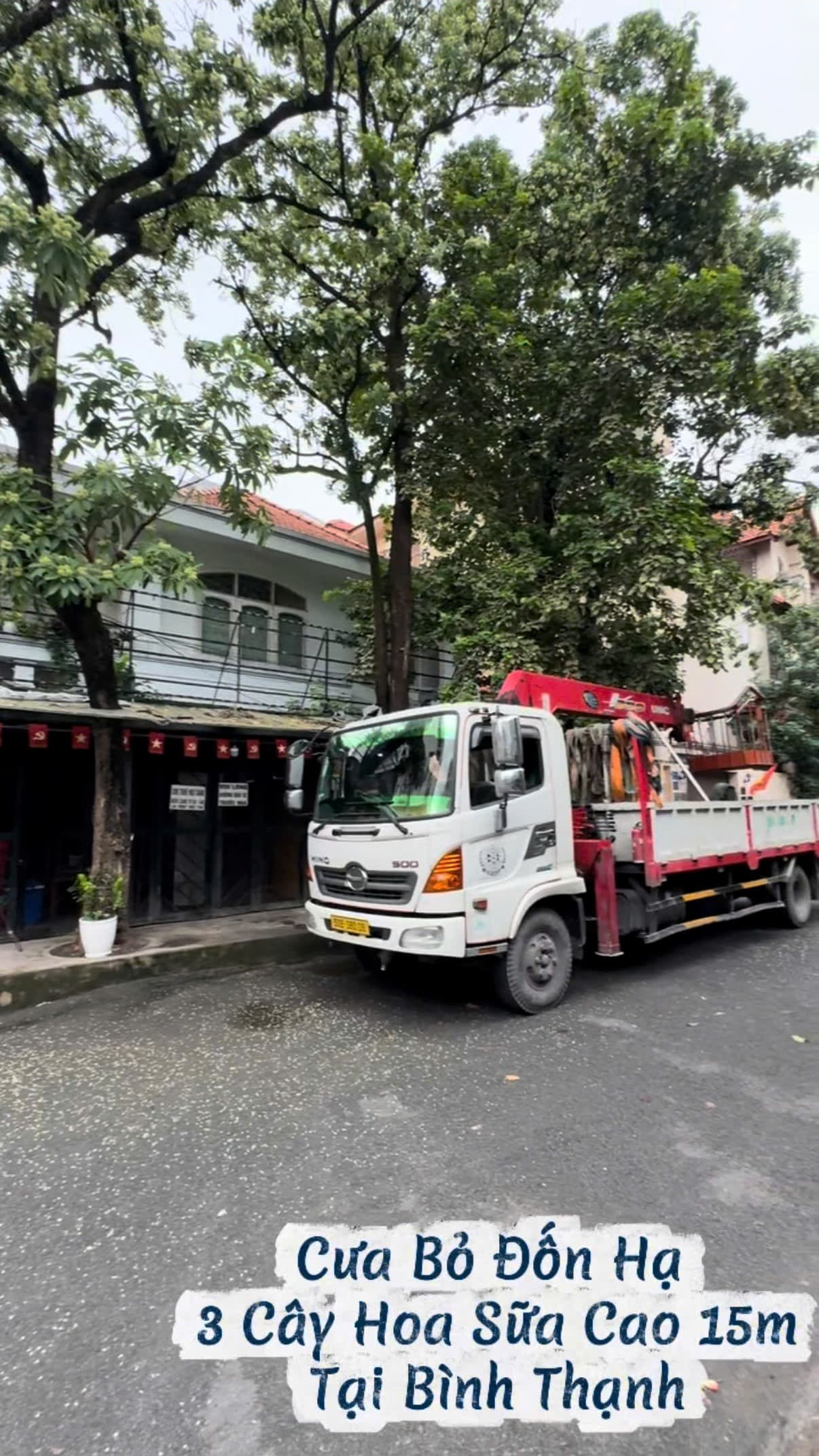 Hiện trạng xe cẩu HINO 500 đỗ trước cụm 3 cây hoa sữa cổ thụ cao 15m tại Bình Thạnh