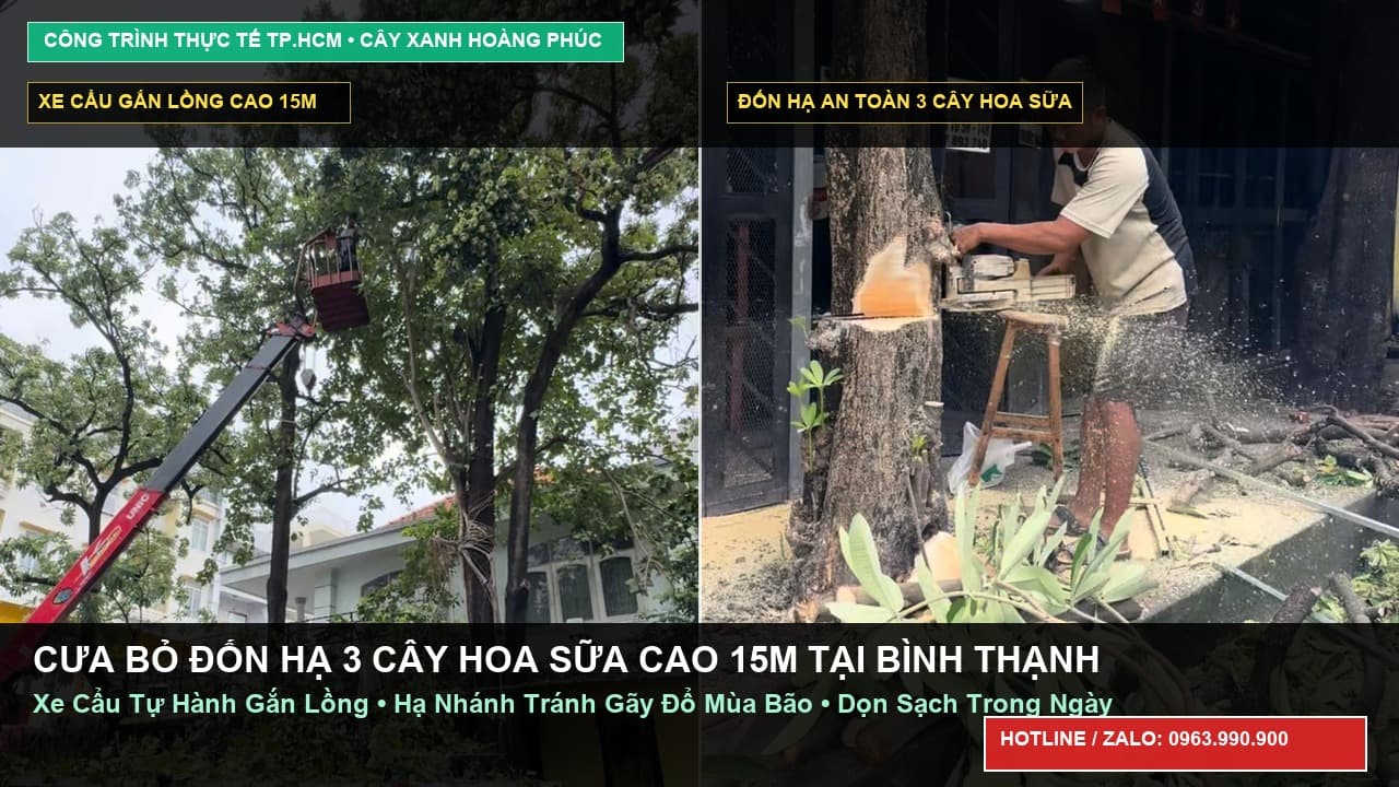 Cưa Bỏ Đốn Hạ 3 Cây Hoa Sữa Cao 15m Bằng Xe Cẩu Gắn Lồng Tại Bình Thạnh
