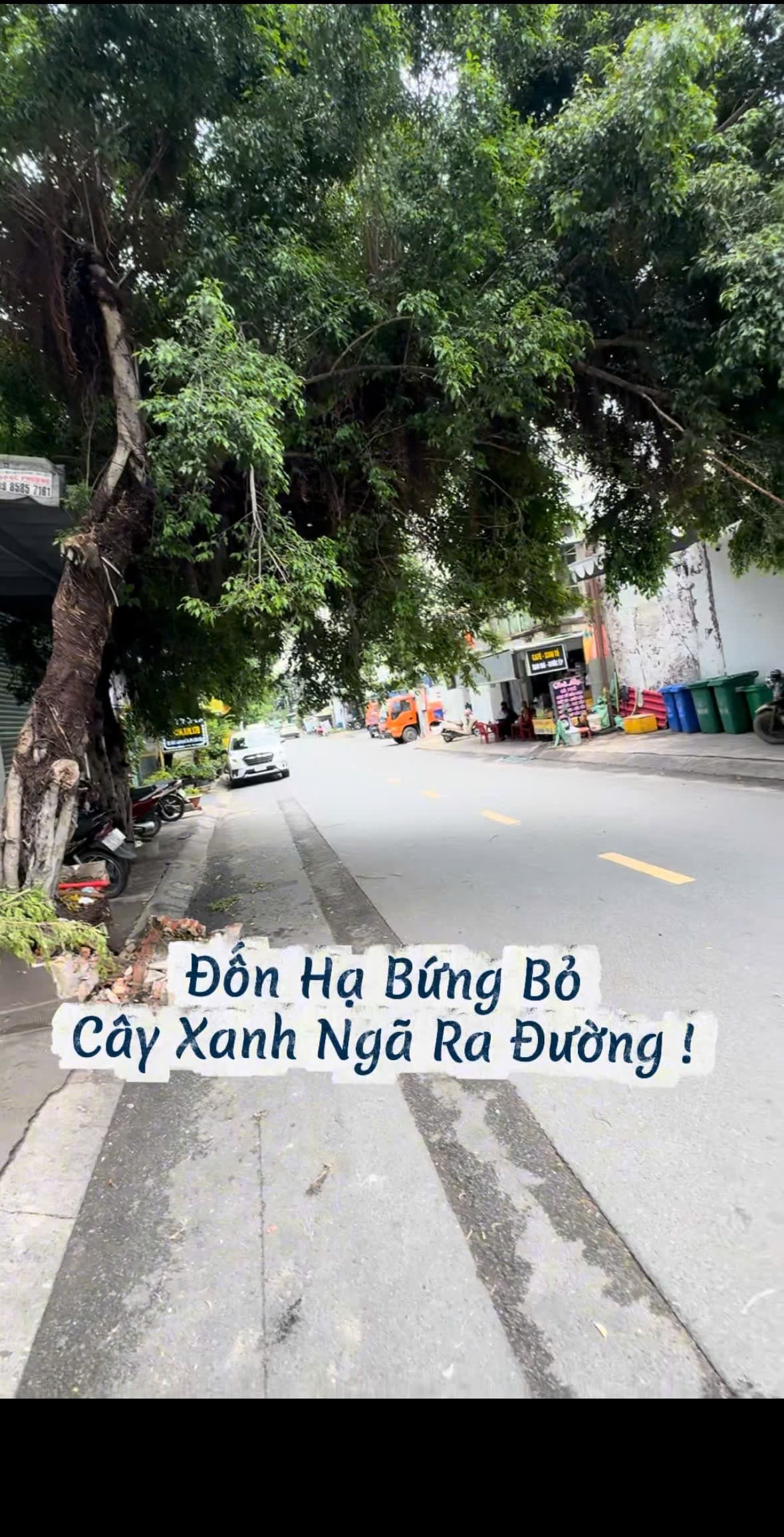 Hiện trạng cây xanh cổ thụ bị bật gốc ngã lật nghiêng ra đường lộ giới