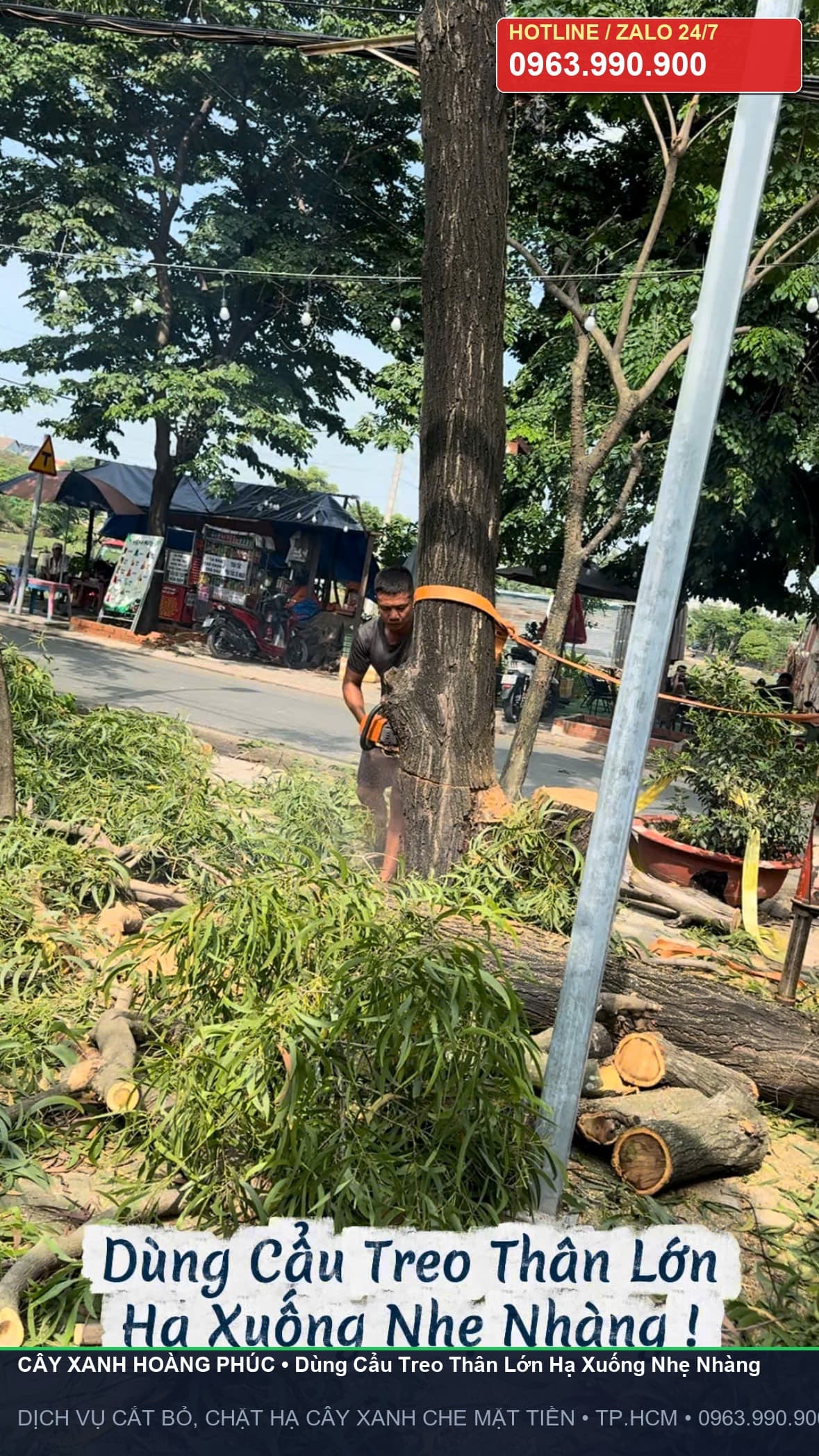 Dùng cẩu treo thân cây lớn và dùng máy cưa hạ xuống nhẹ nhàng