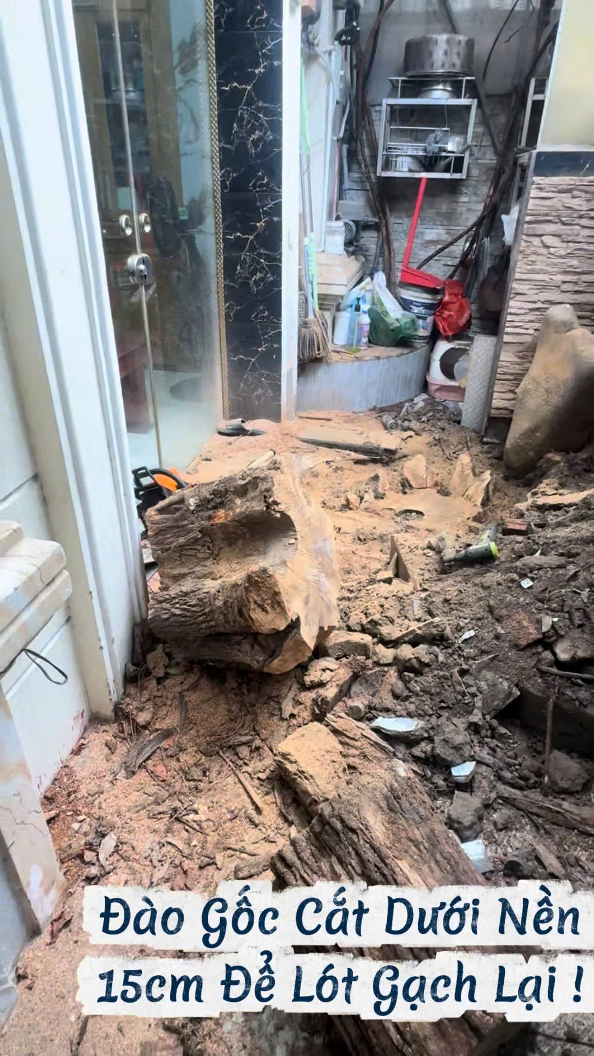 Gốc cây vú sữa được đào sâu và cưa phẳng âm nền 15cm sẵn sàng cho gia chủ lót gạch men lại