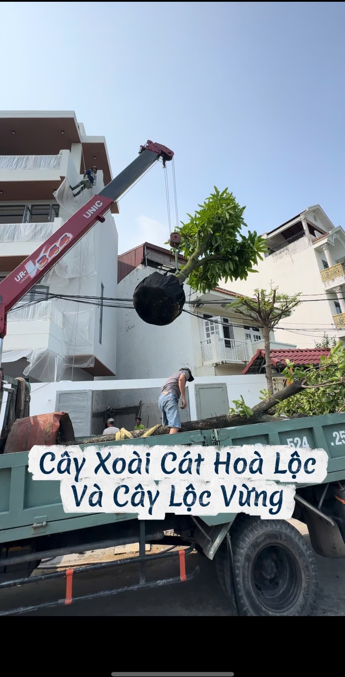 Xe cẩu vận chuyển cặp cây Xoài Cát Hoà Lộc và Lộc Vừng trên thùng xe tải