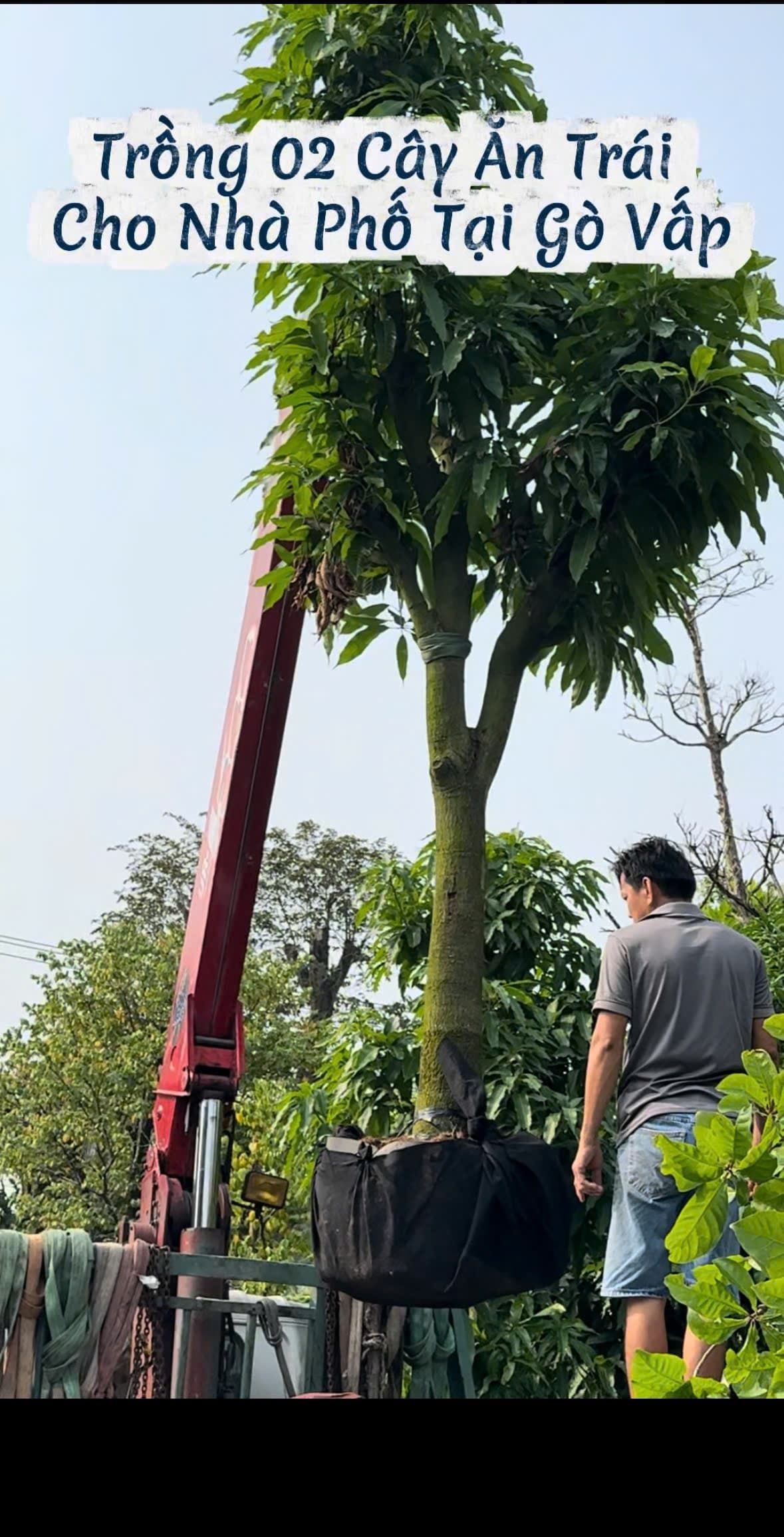 Cần cẩu UNIC nhấc bổng cây ăn trái nguyên bầu rễ hạ vào nhà phố Gò Vấp