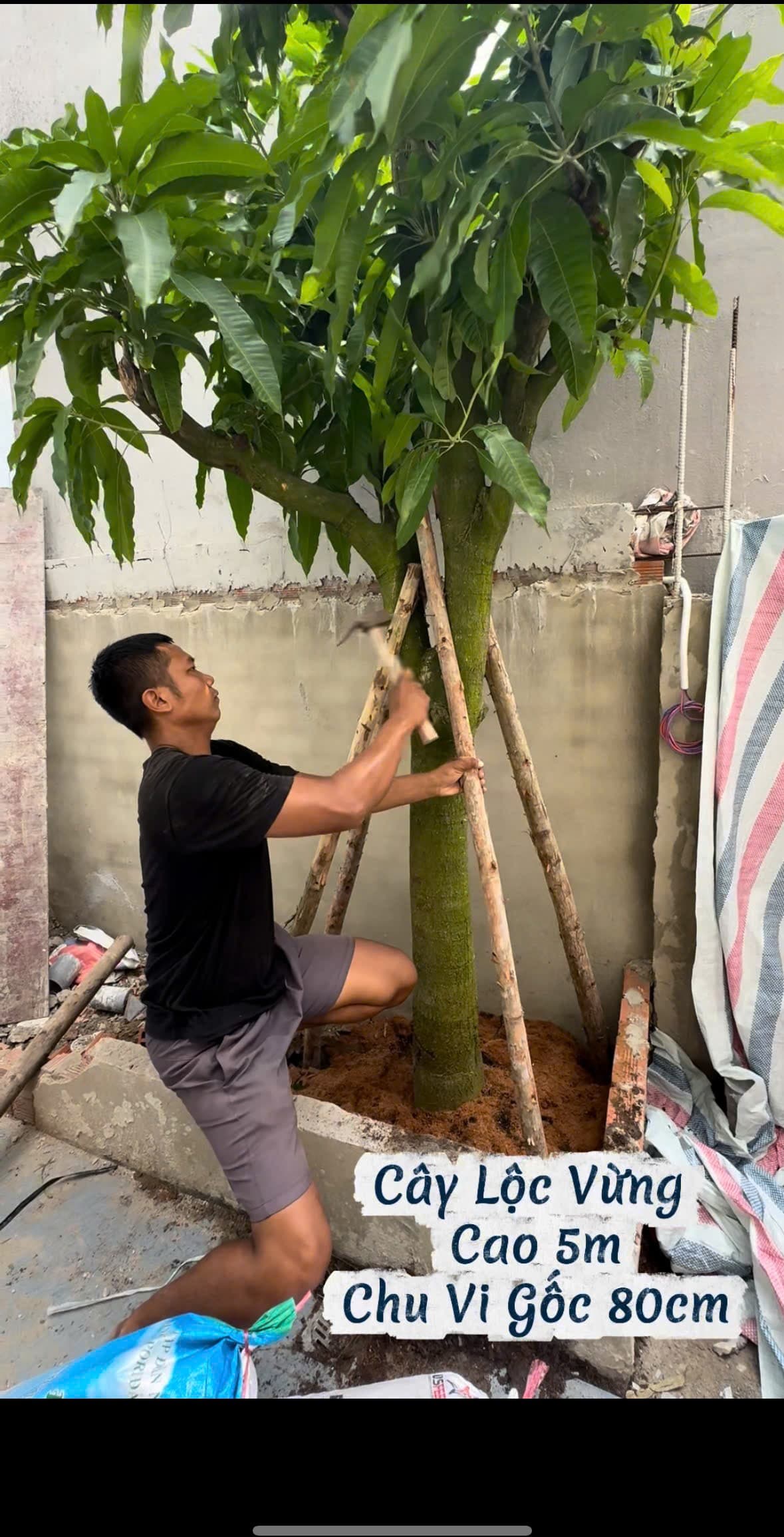 Đóng cọc chống 3 chân kiên cố bảo vệ cây xoài cát Hoà Lộc trong bồn gạch