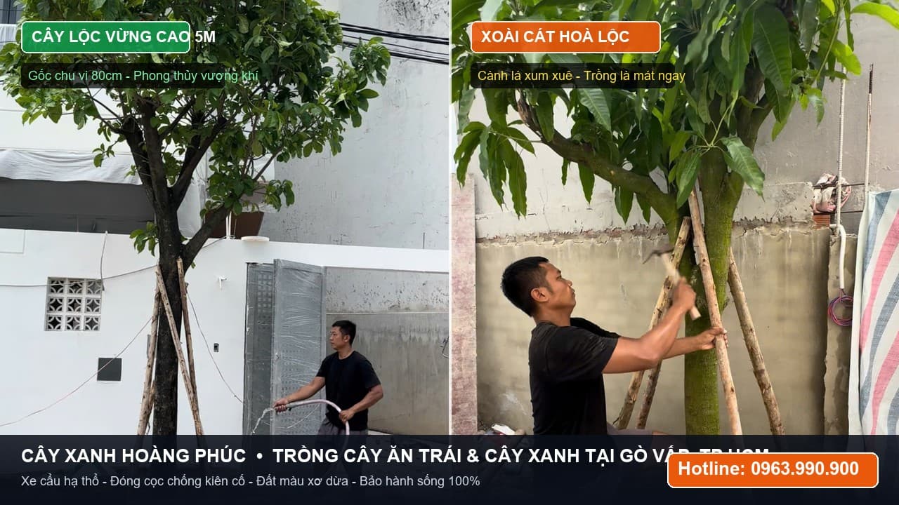 Trồng Cây Xanh, Cây Ăn Trái: Cây Xoài Cát Hoà Lộc & Cây Lộc Vừng Tại Gò Vấp TP HCM