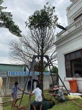 CÂY MĂNG CỤT