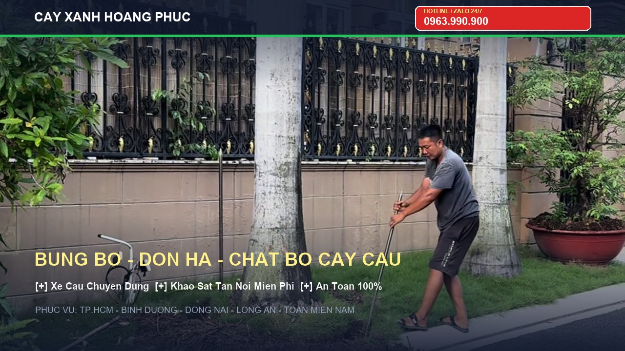 Dịch vụ bứng bỏ, đốn hạ chặt bỏ cây cau - Cây Xanh Hoàng Phúc