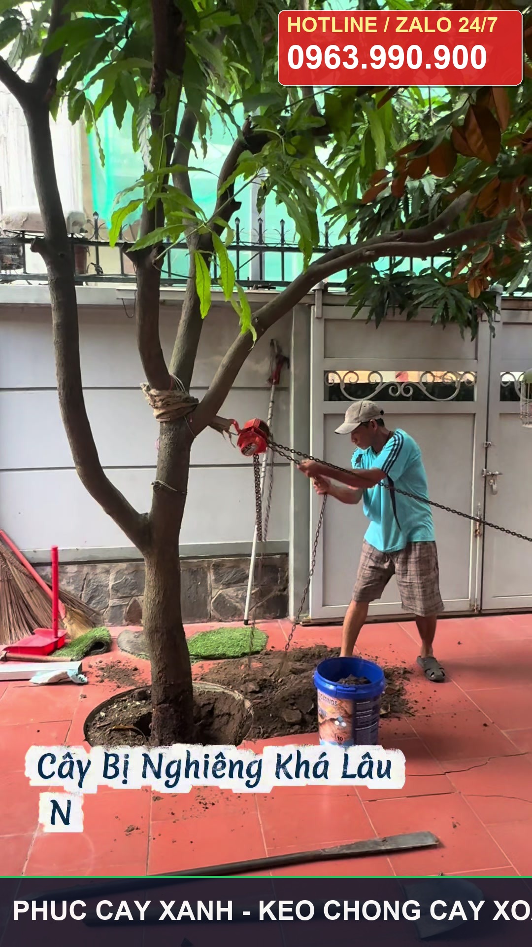 Dấu hiệu cây có nguy cơ gãy đổ