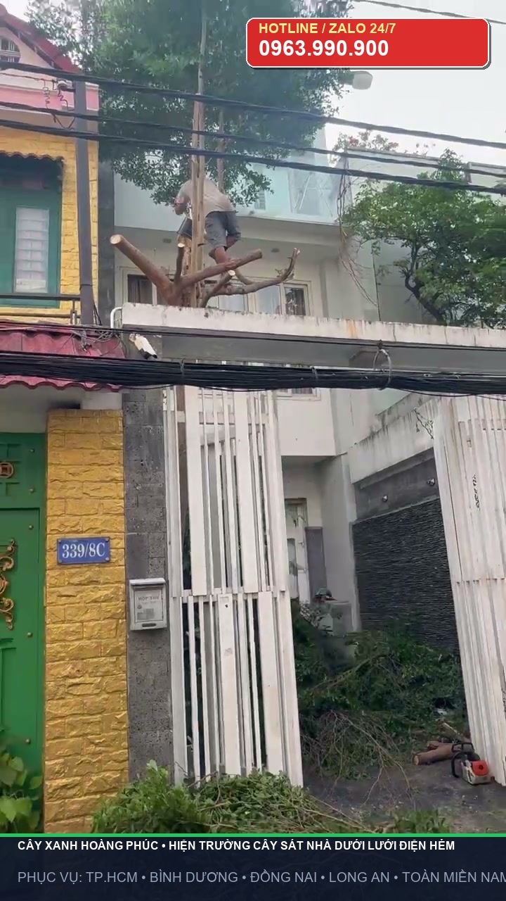Hiện trường cây xanh sát nhà phố hẻm 339/8C vướng lưới dây điện