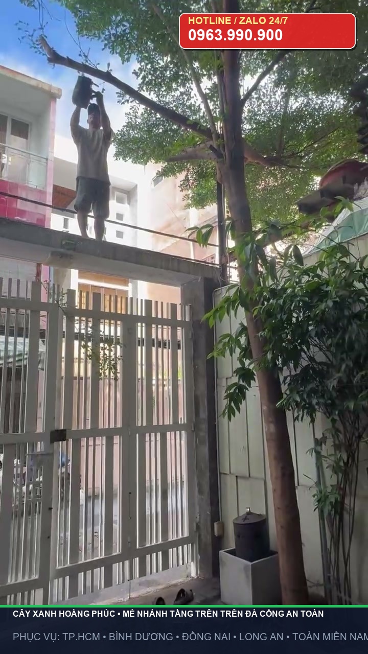 Thợ cưa mé nhánh tầng trên trên đà cổng an toàn