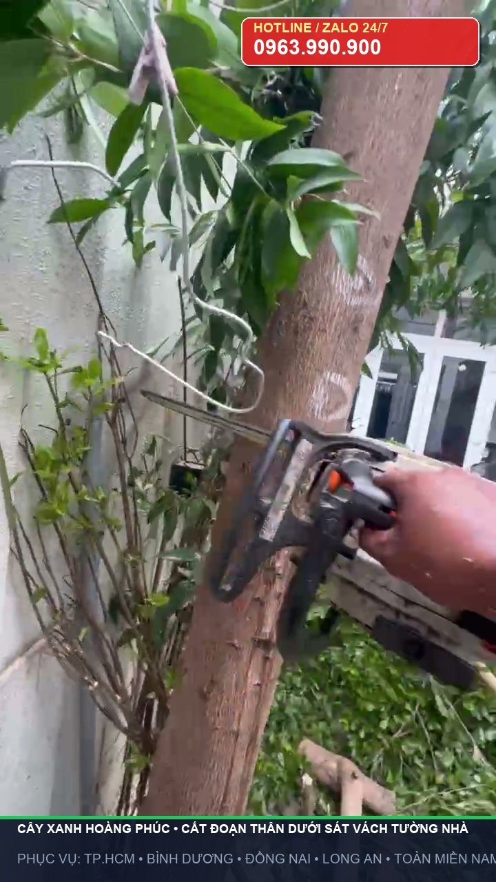 Cắt đoạn thân cây dưới sát vách tường nhà