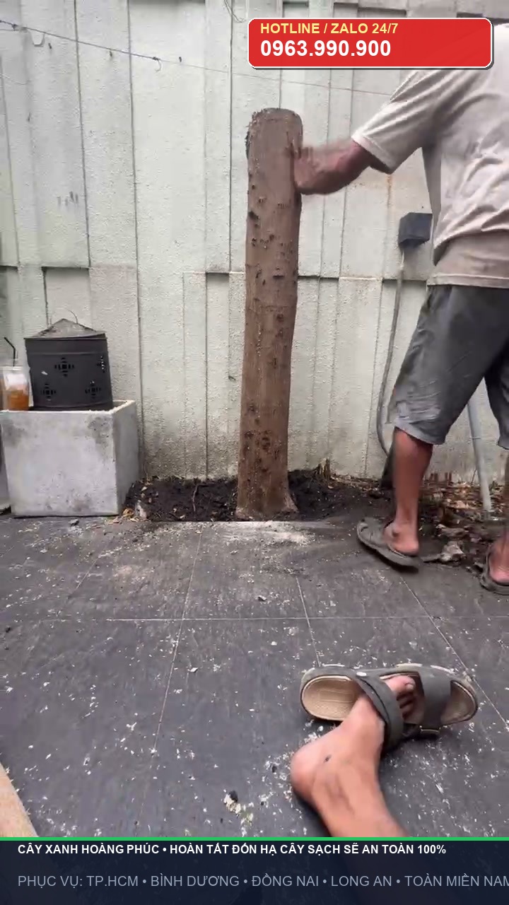 Hoàn tất đốn hạ cây xanh sát tường nhà an toàn tuyệt đối