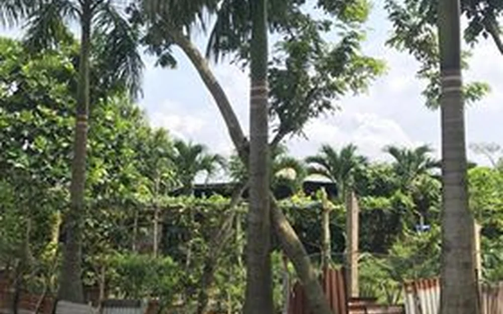 Dấu hiệu cây có nguy cơ gãy đổ