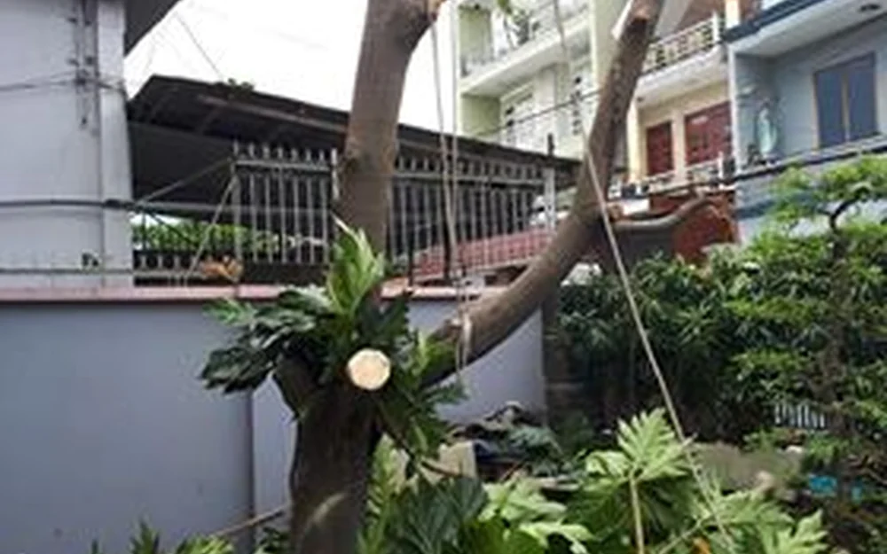Cắt tỉa cây sát mái nhà tại Quận 12