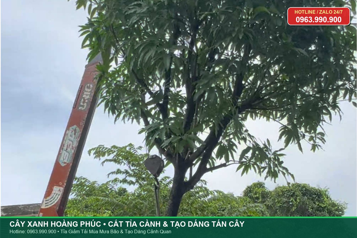 Cắt tỉa và tạo dáng cành