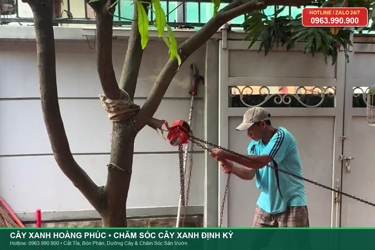 Chăm sóc cây xanh định kỳ