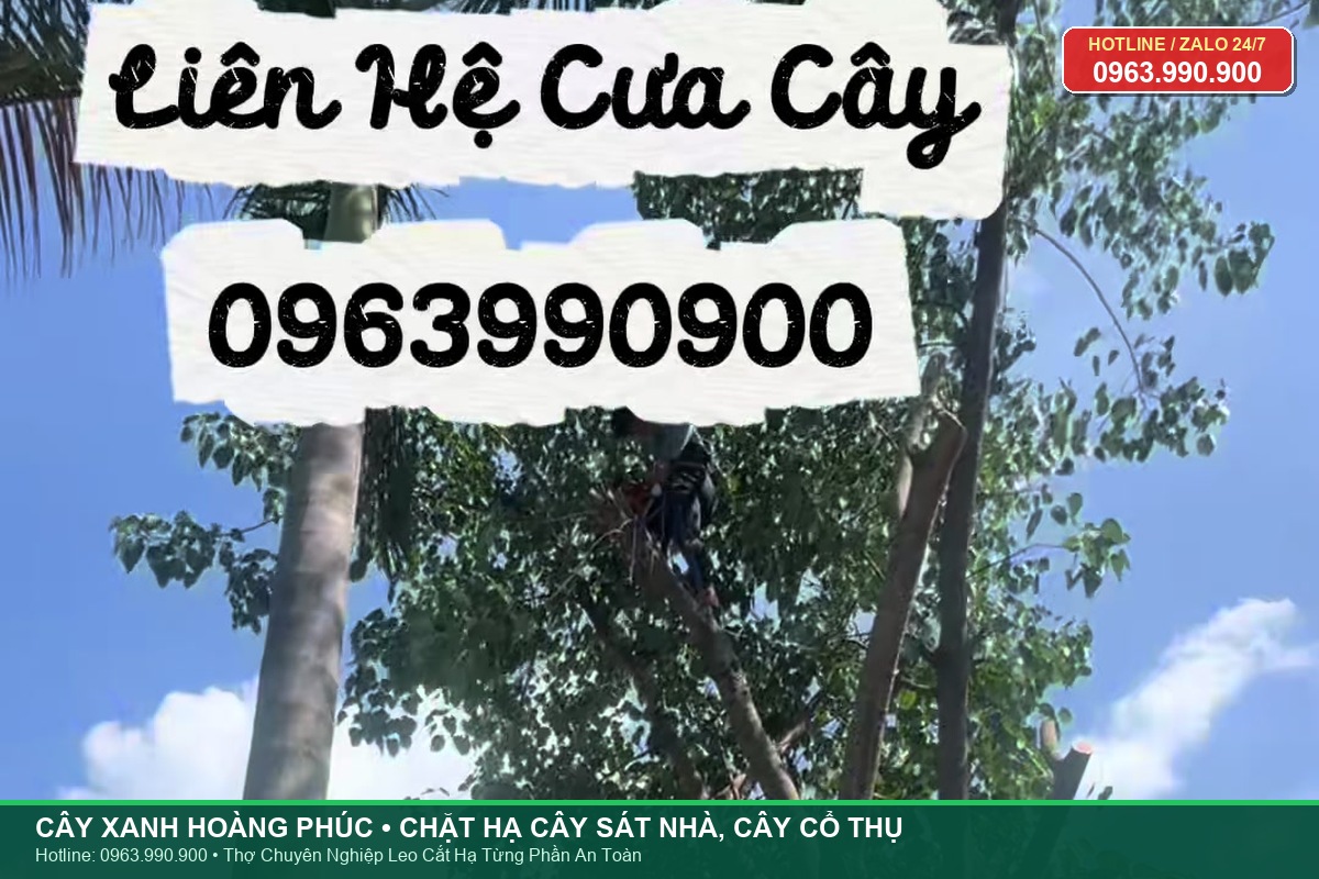 Chặt hạ cây cổ thụ, cây sát nhà